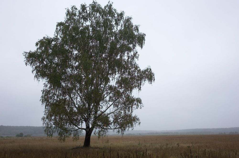 Фотография автора Ольга Шкотова