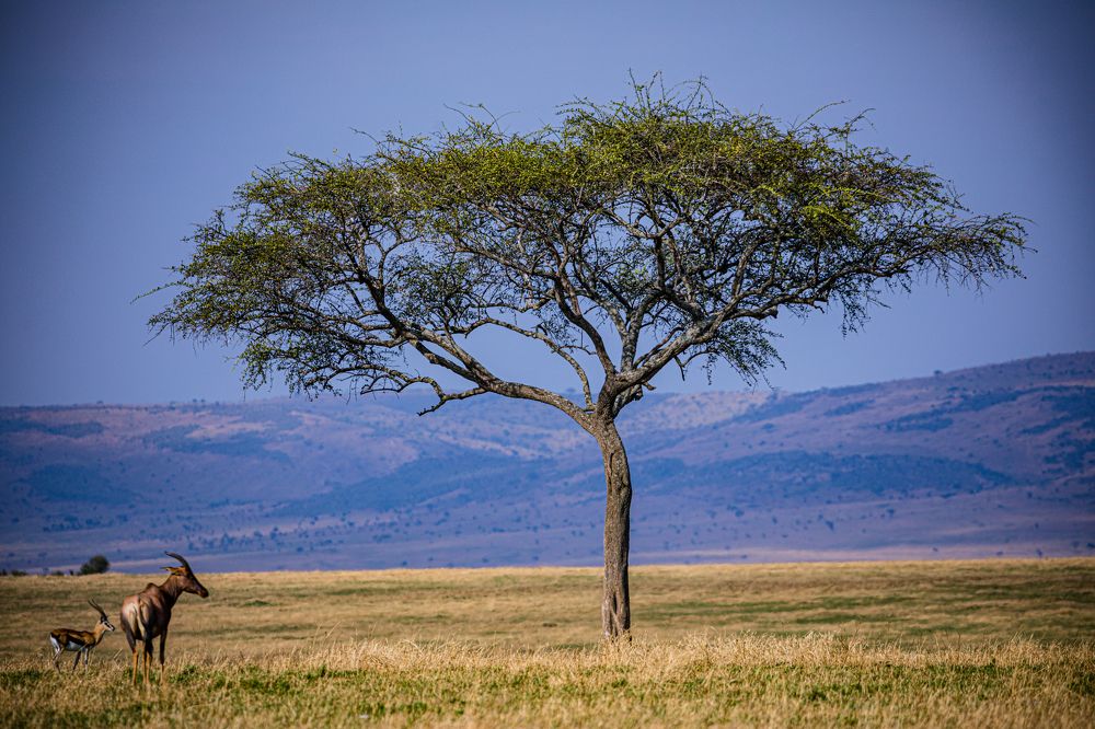 Photograph by Trivet Antony