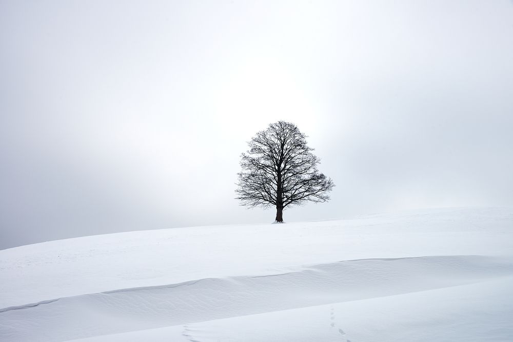 THE LONELY TREE.