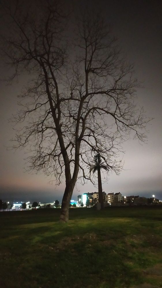 весеннее дерево в Адлере