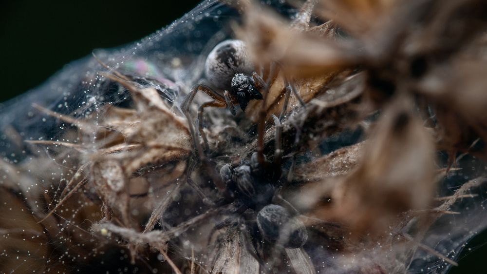 Photograph by Константин Ширяев