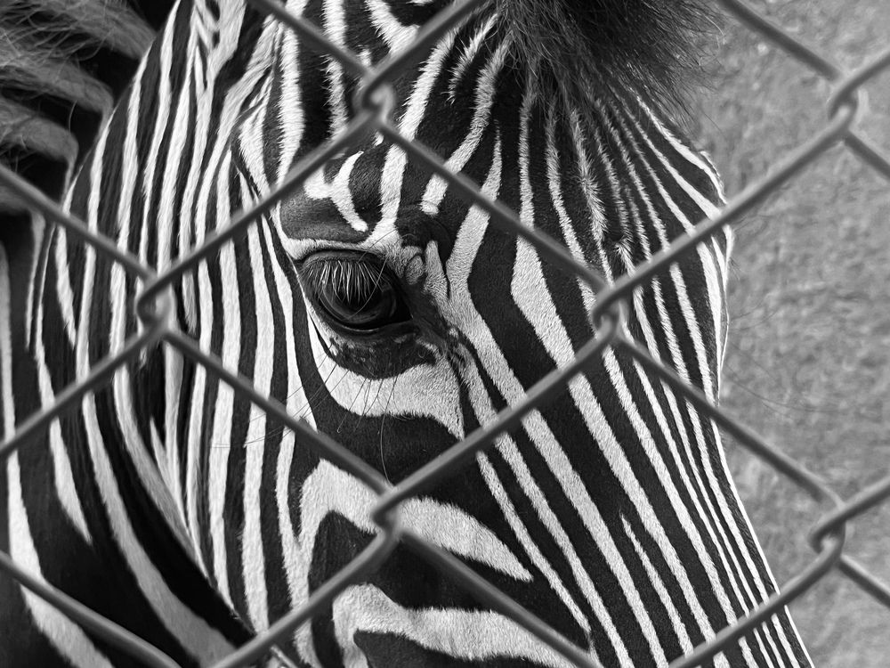 Photograph by Abdullah