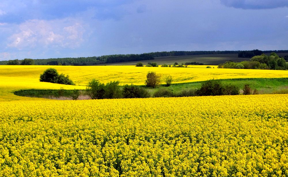Гроза над рапсовым полем