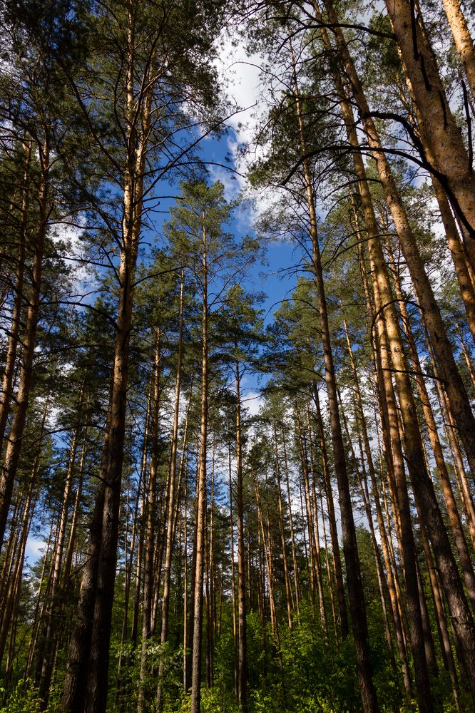 Photograph by Юлия Залогина