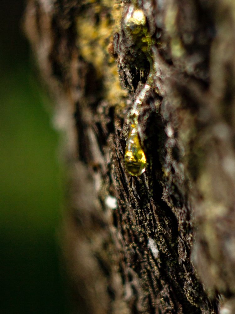 Янтарная капелька