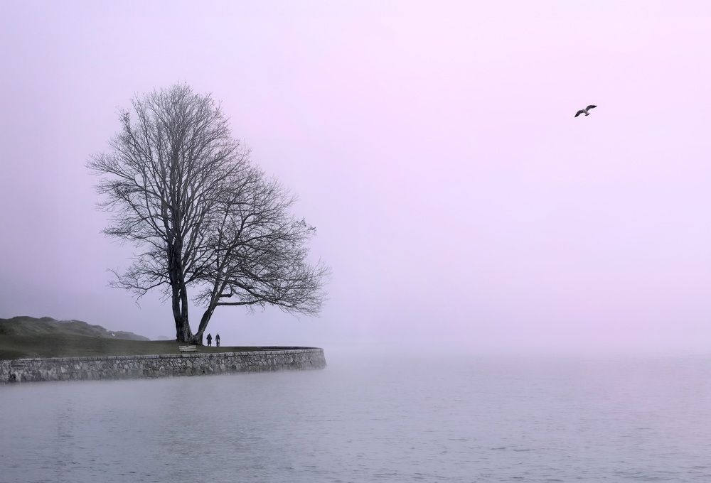 Одинокое дерево в тумане