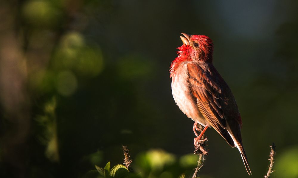 Photograph by Владимир Безбородов