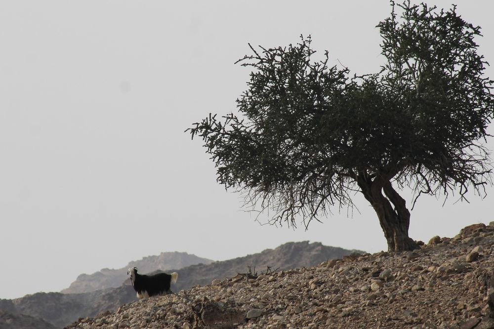 Photograph by Waleed Yousuf Alwahaibi