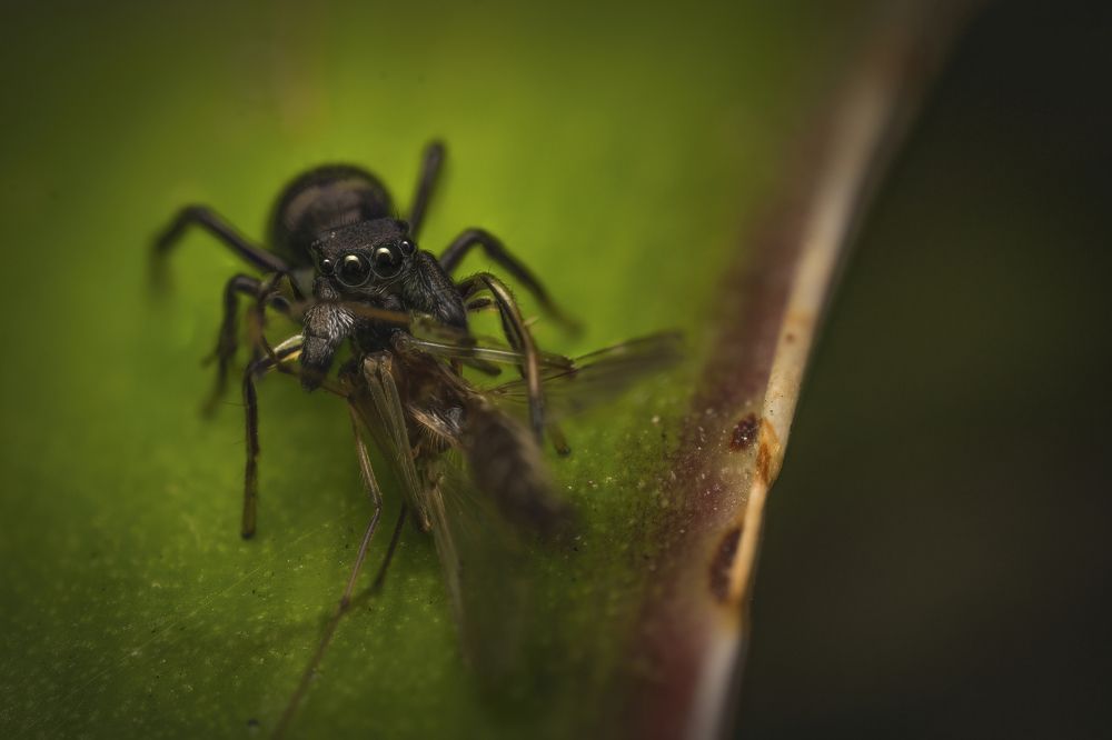 Control de Plagas (Pest Control)