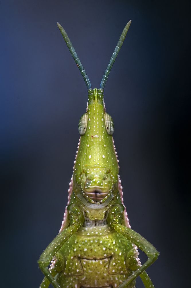 Фотография автора ChonTin NeCoTi