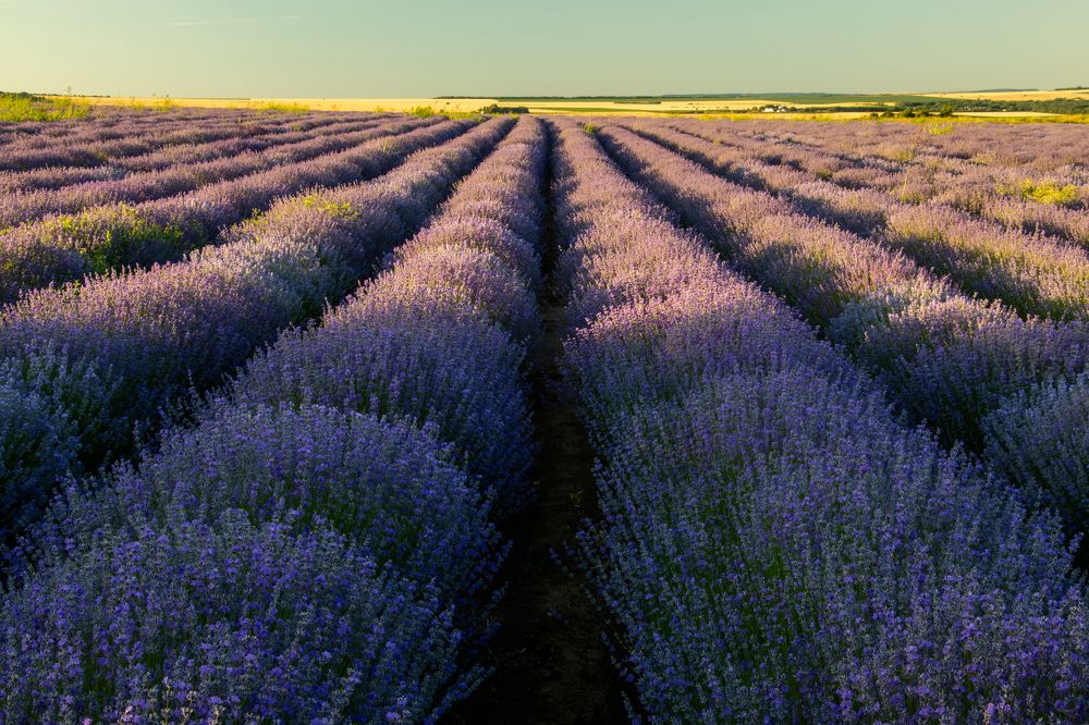 Photograph by Georgi Ivanov