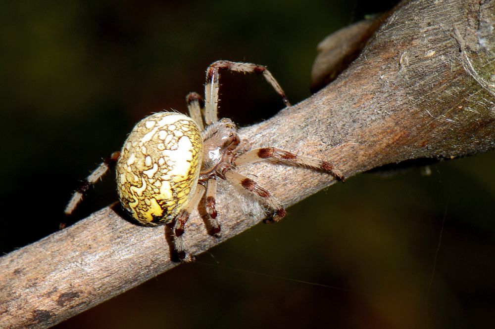 Photograph by Александр Шипиленко