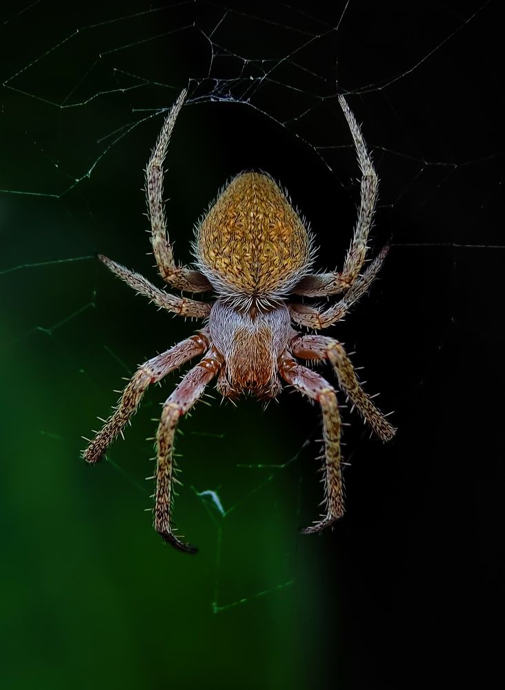 Photograph by Abir Hazra