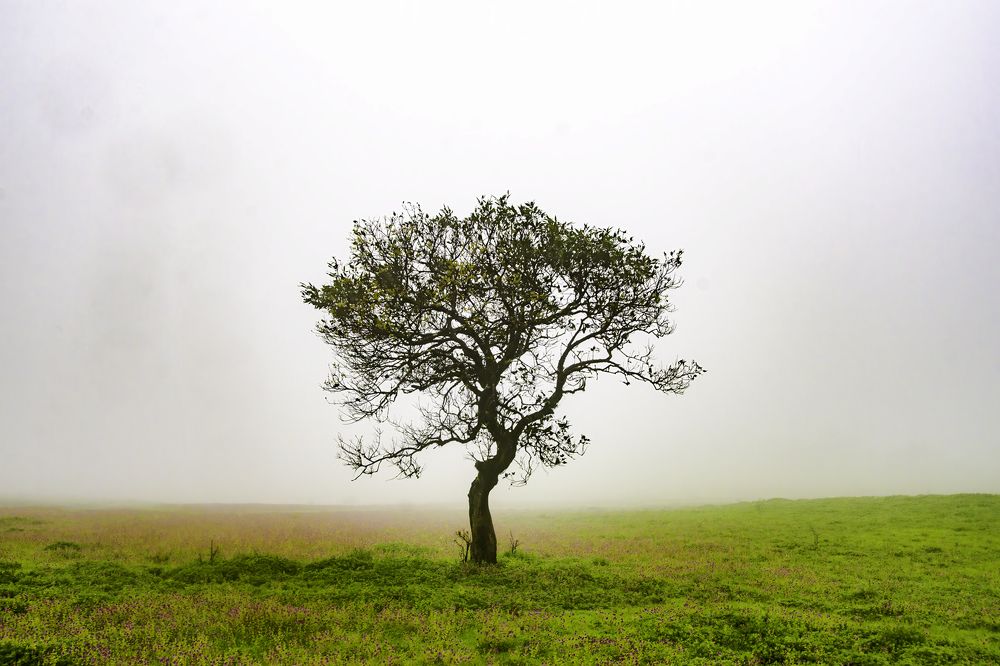 Фотография автора Hari Saya
