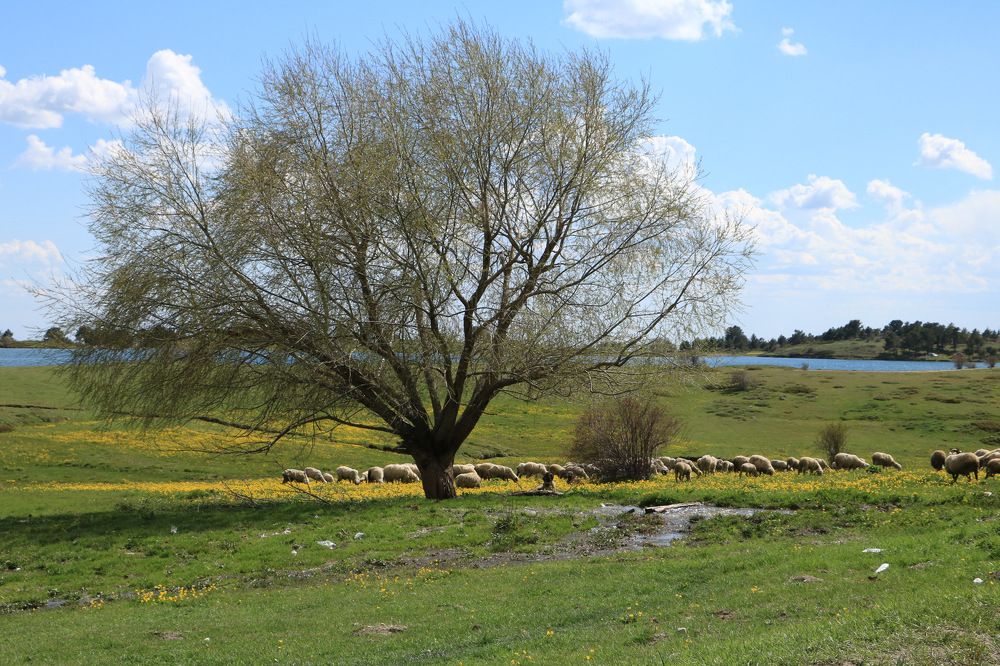 Photograph by Cengiz Yalcin