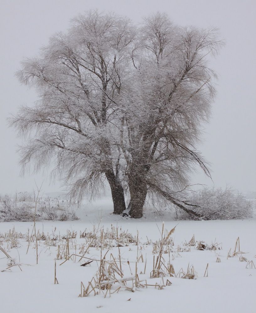 Мартовское безмолвие