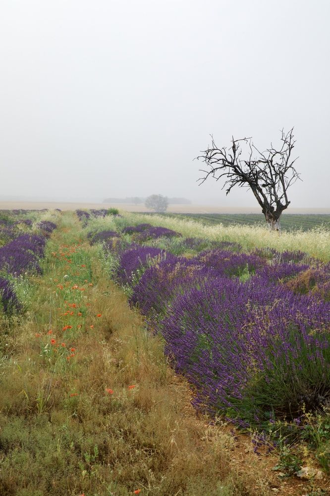 Photograph by Ольга Одаренко