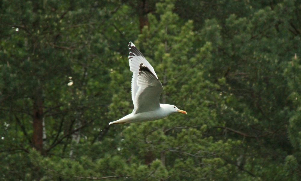 Photograph by Pavel Mayorov