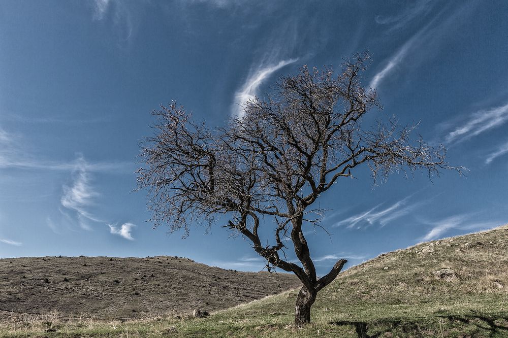 To Dream and to Live...