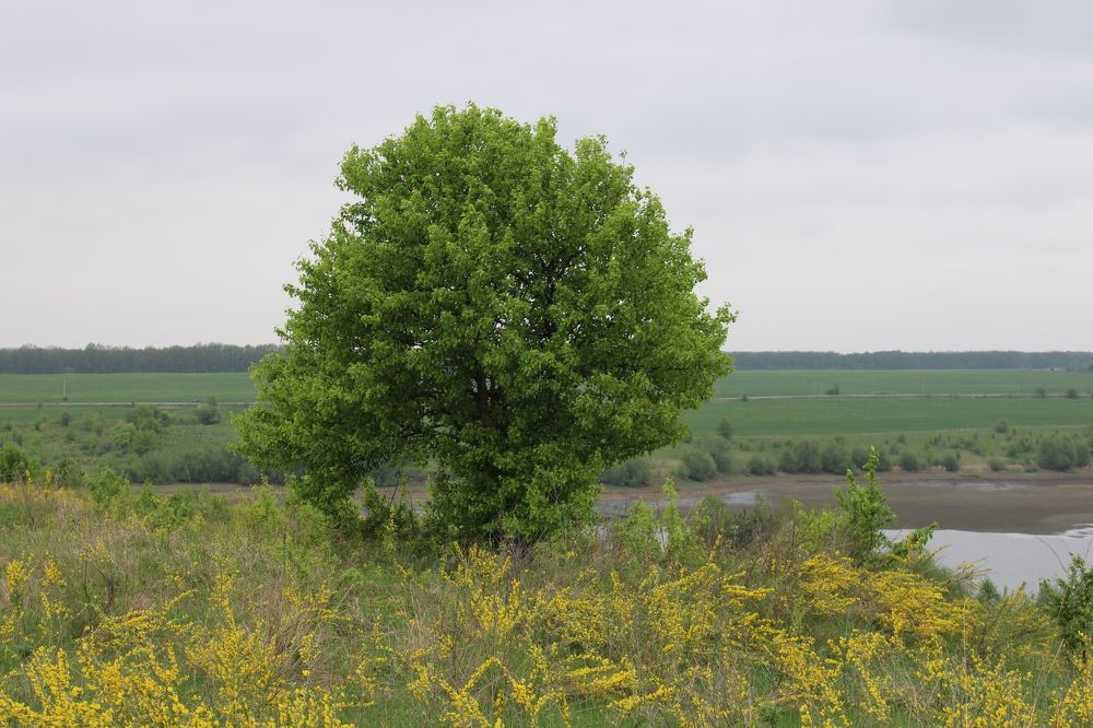 Photograph by Елена Коробченко