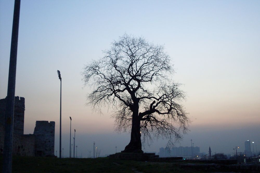 Photograph by Елена