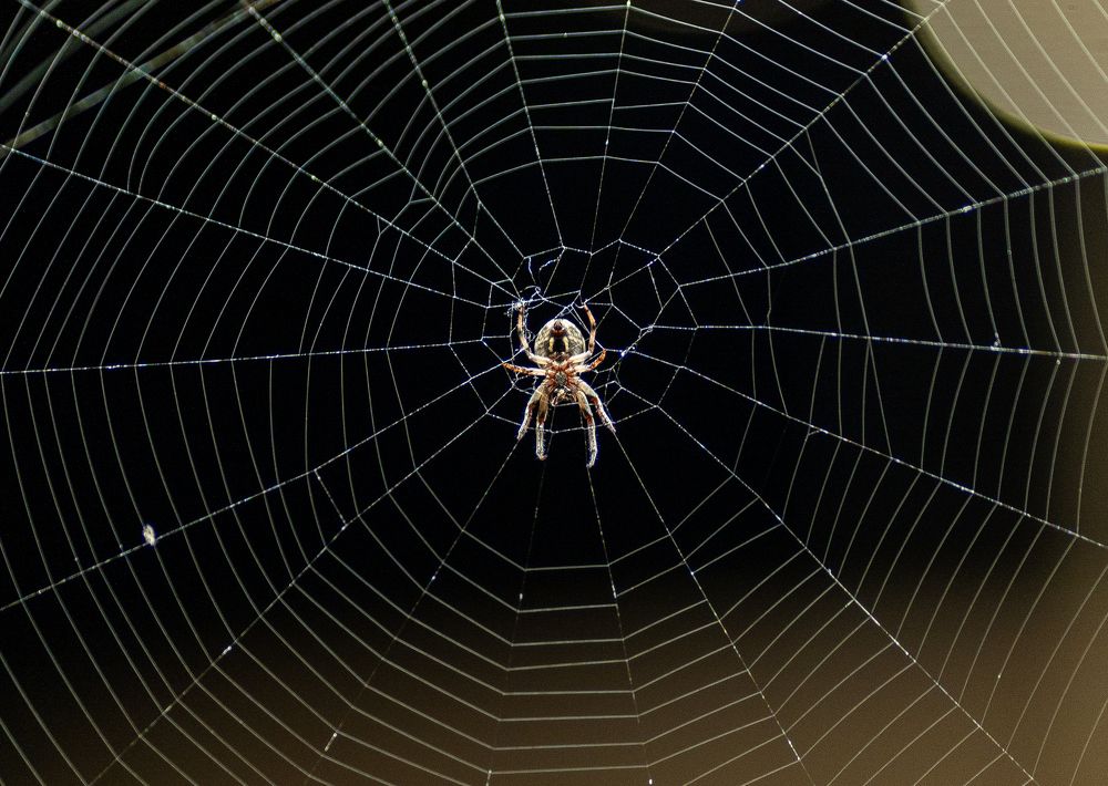 Photograph by Галина Искандарова