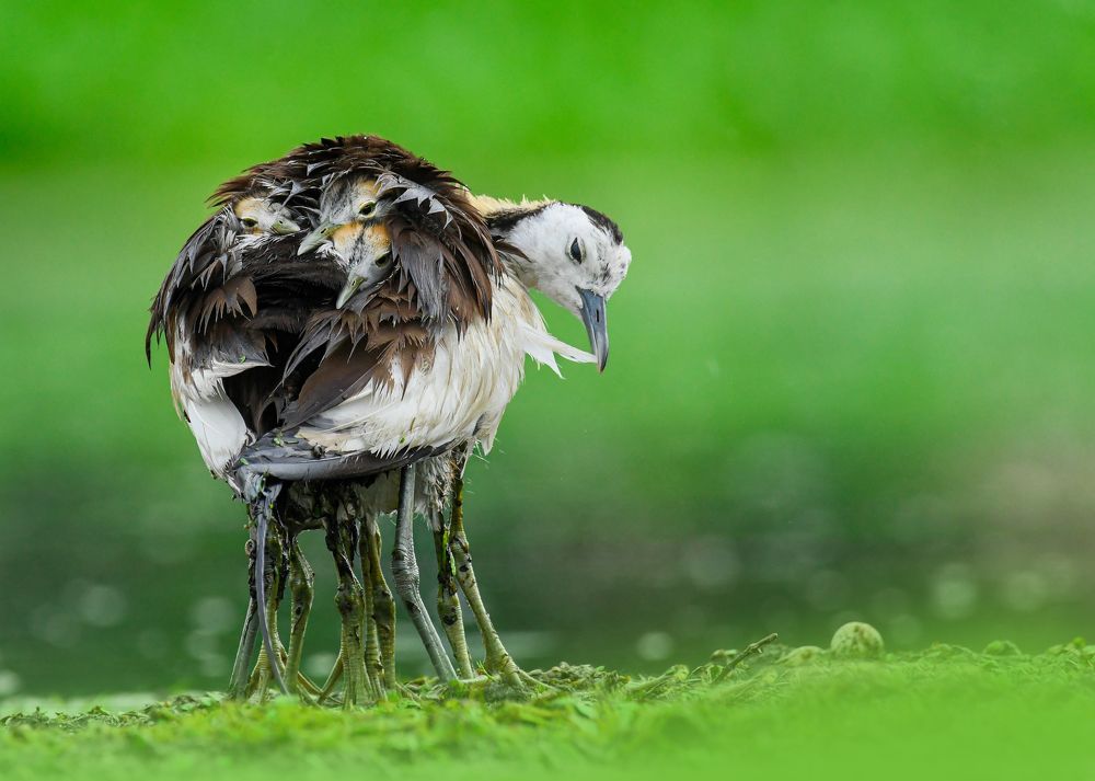 Affection with Offspring