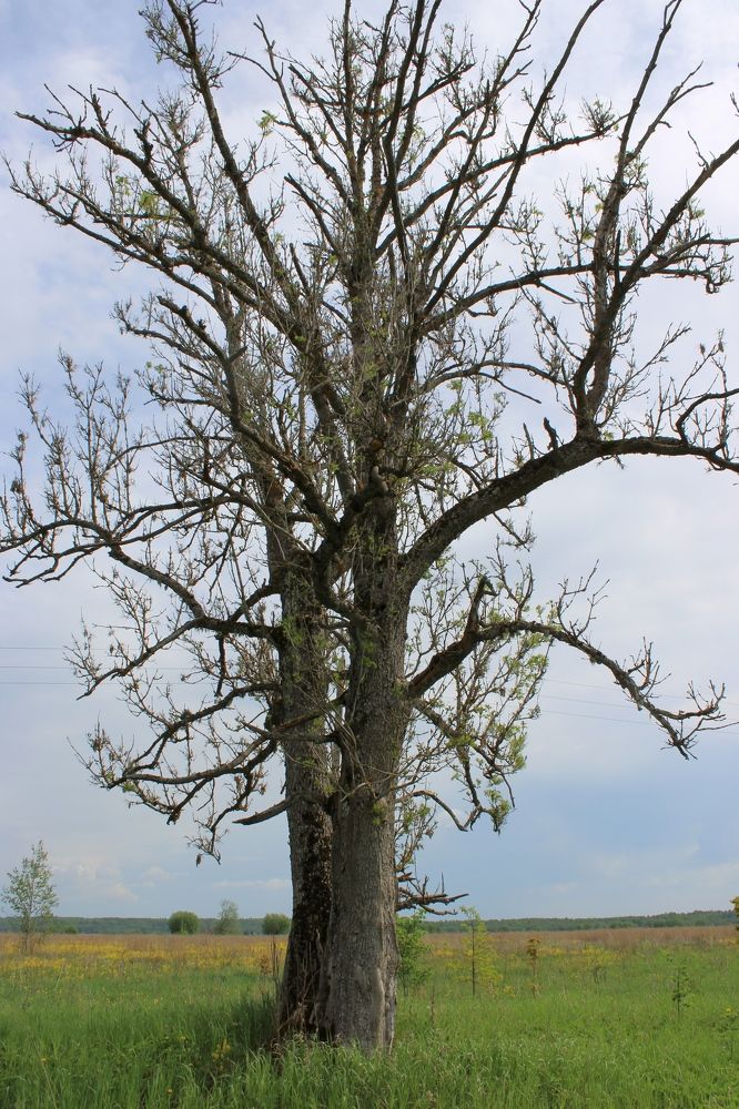 Photograph by Olga Bagaeva