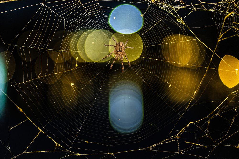 Photograph by Галина Искандарова