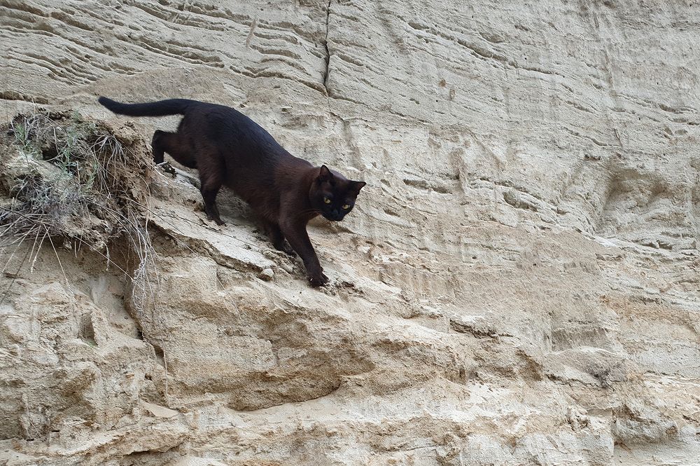 Фотография автора Надежда Лисицына