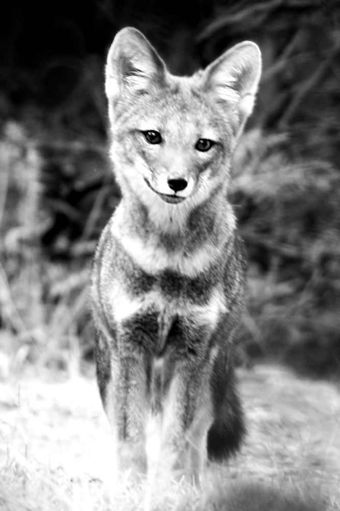 Little fox smiling