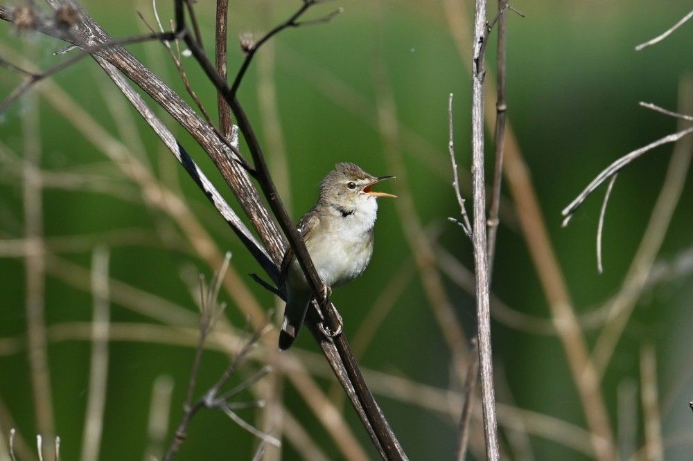 Фотография автора IRINA FILIPPOVA