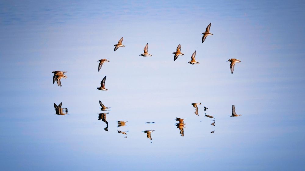 Maritime choregraphy