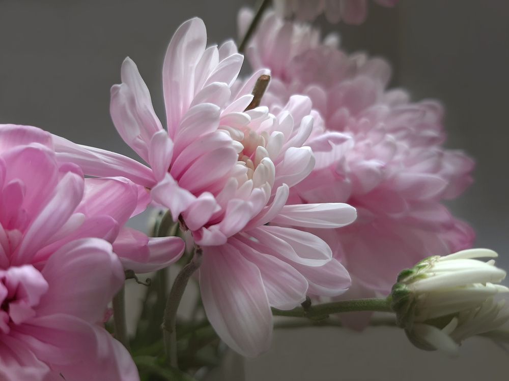 Цветы:  такие разные и прекрасные