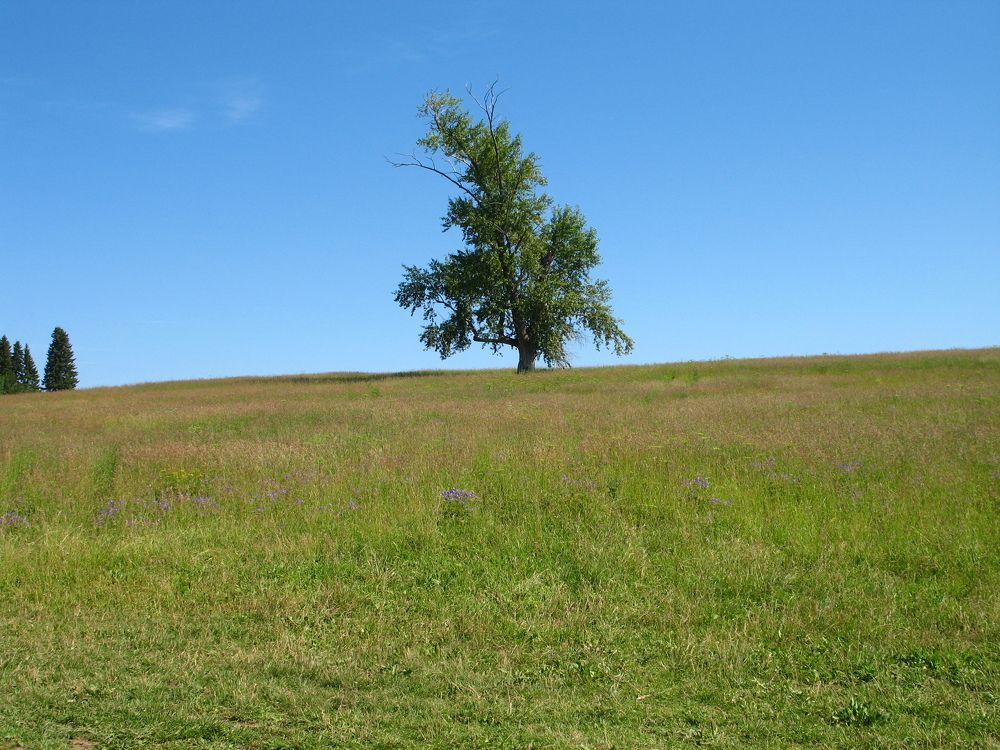 Photograph by Орл Про