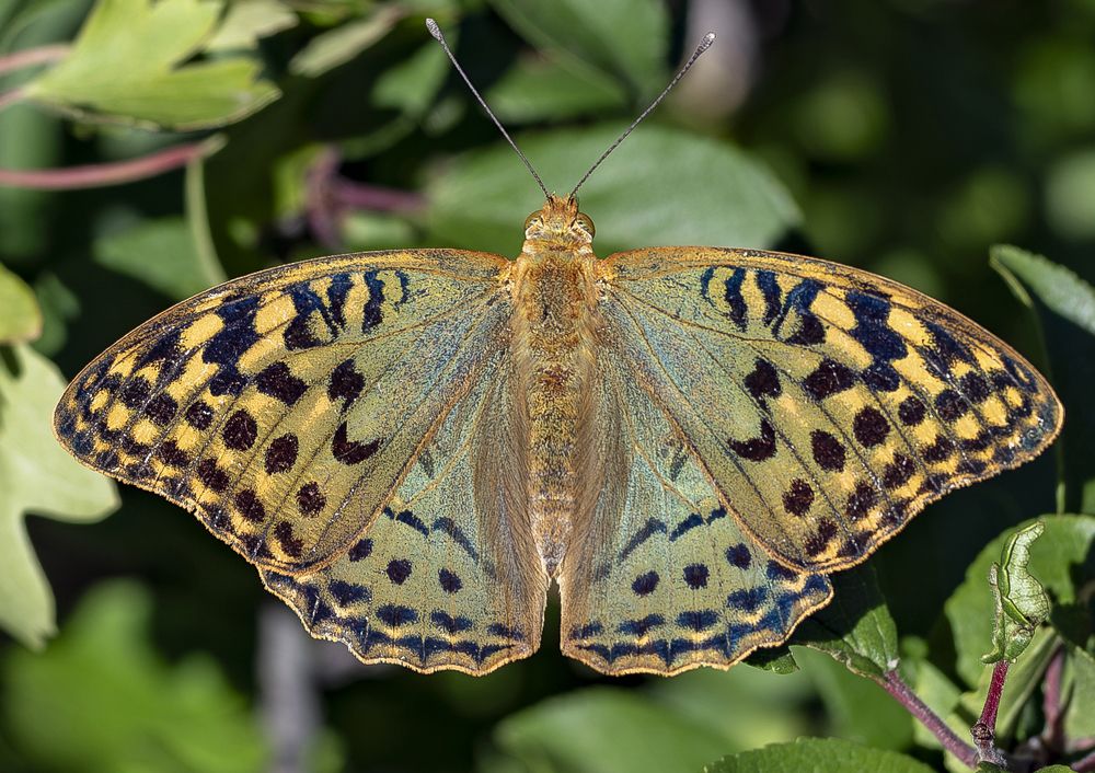 Фотография автора Дмитрий Кетов