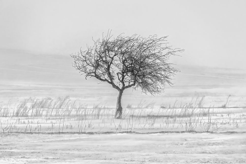 Photograph by Mohammad ATAEI