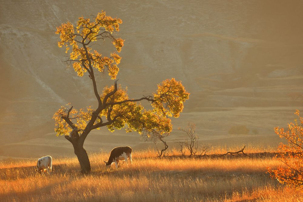 Photograph by Максимова Ольга