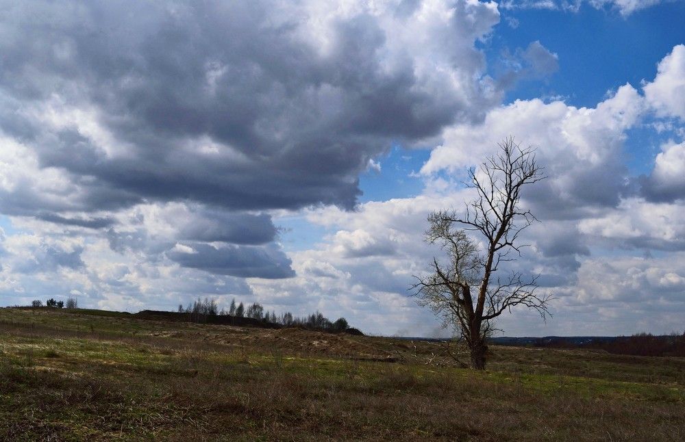 Пейзаж с одиноким деревом