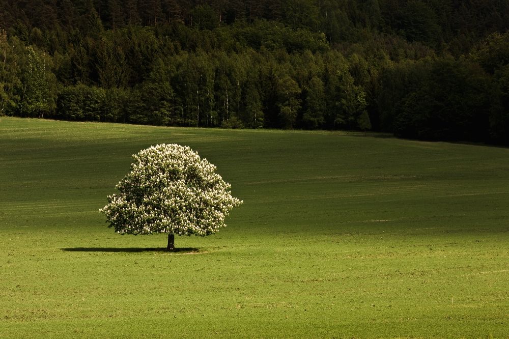 Photograph by Jiří Hakauf