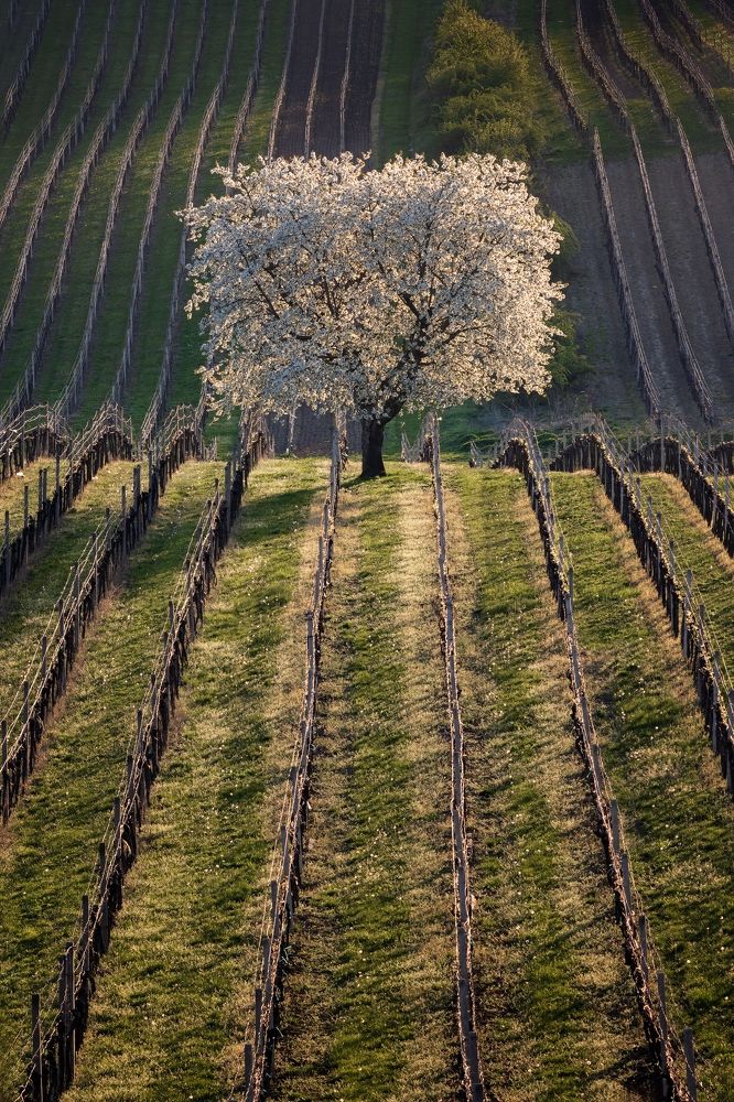 Photograph by Jiří Hakauf