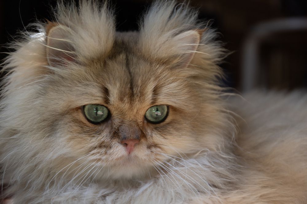 Крис задумался))