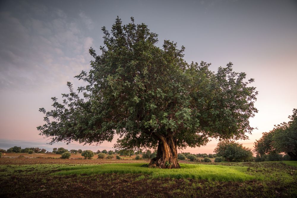 Photograph by Giancarlo Tinè