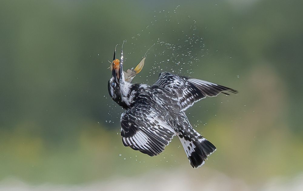 Фотография автора Mohammed sajd Abo ganem