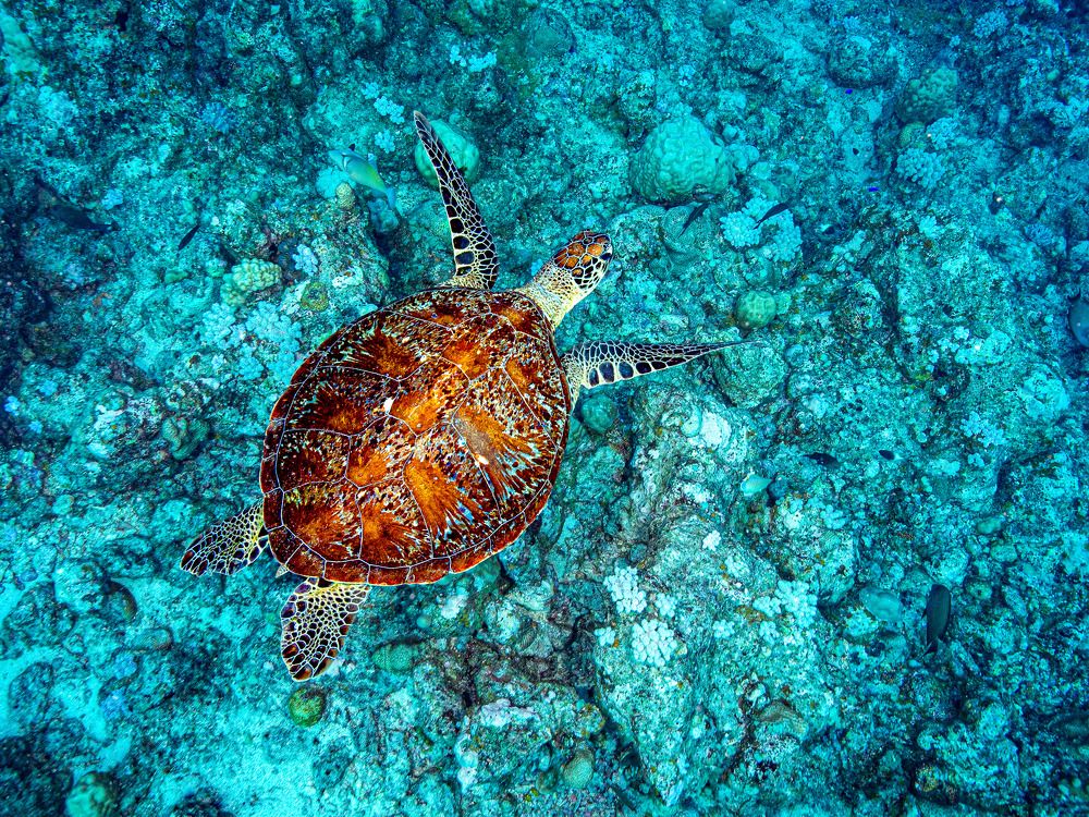 Photograph by Alexander Plakida