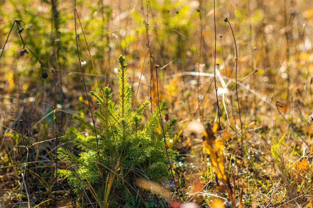 Photograph by Алексей Чеботарев