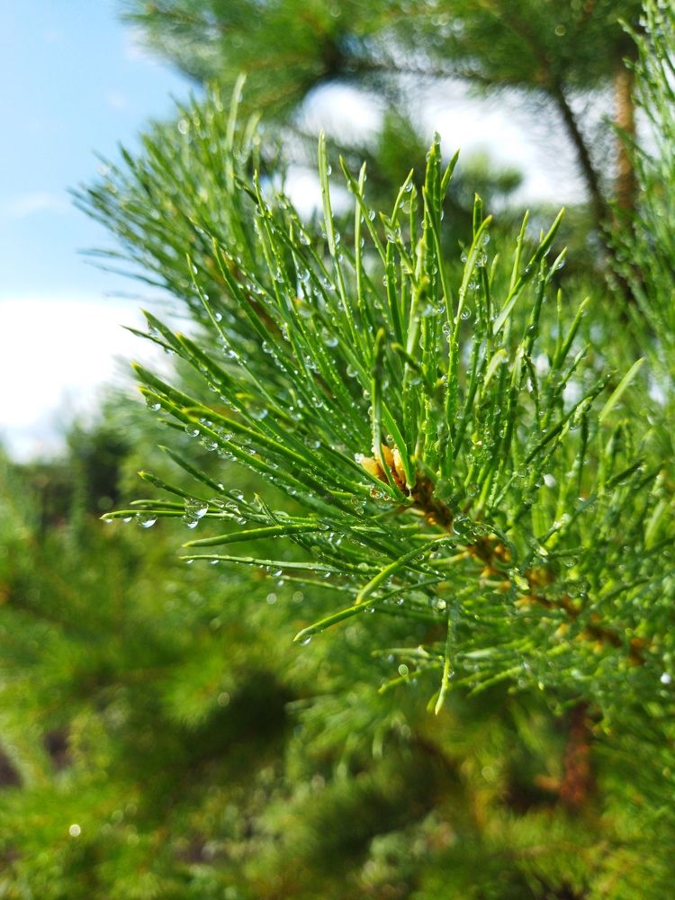 Photograph by Екатерина Лакутина