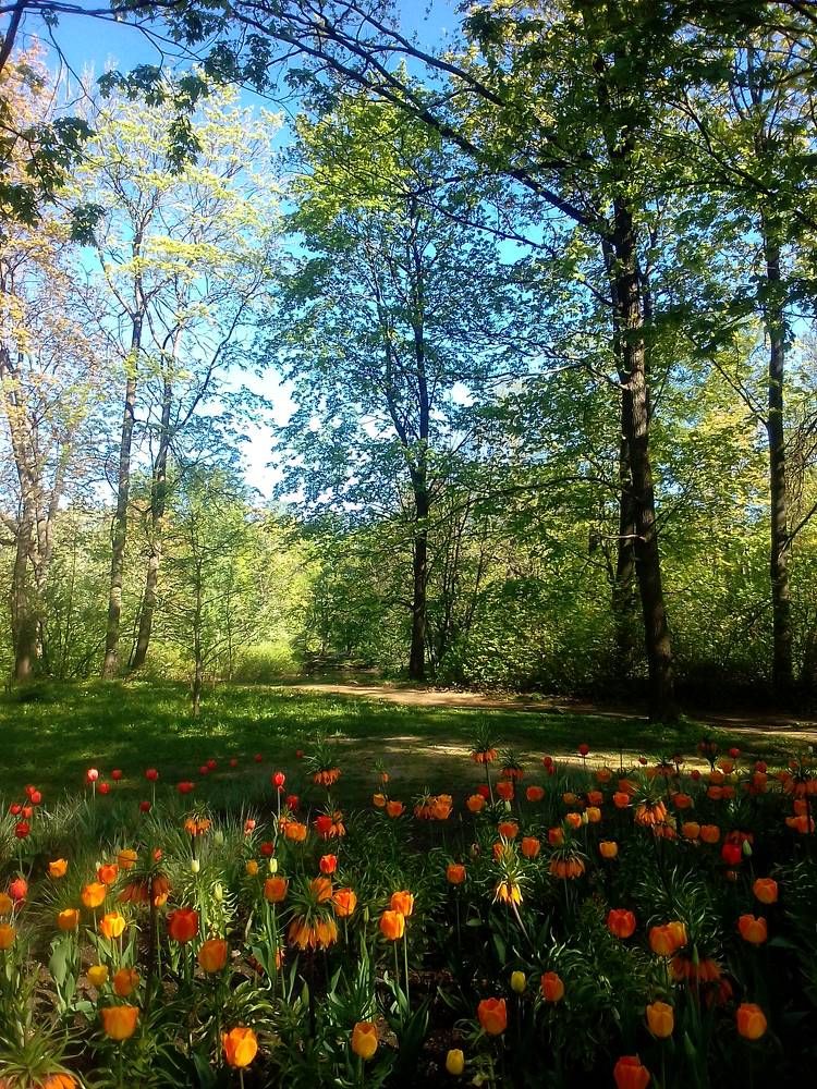 Фестиваль тюльпанов. Елагин остров в Санкт-Петербурге.