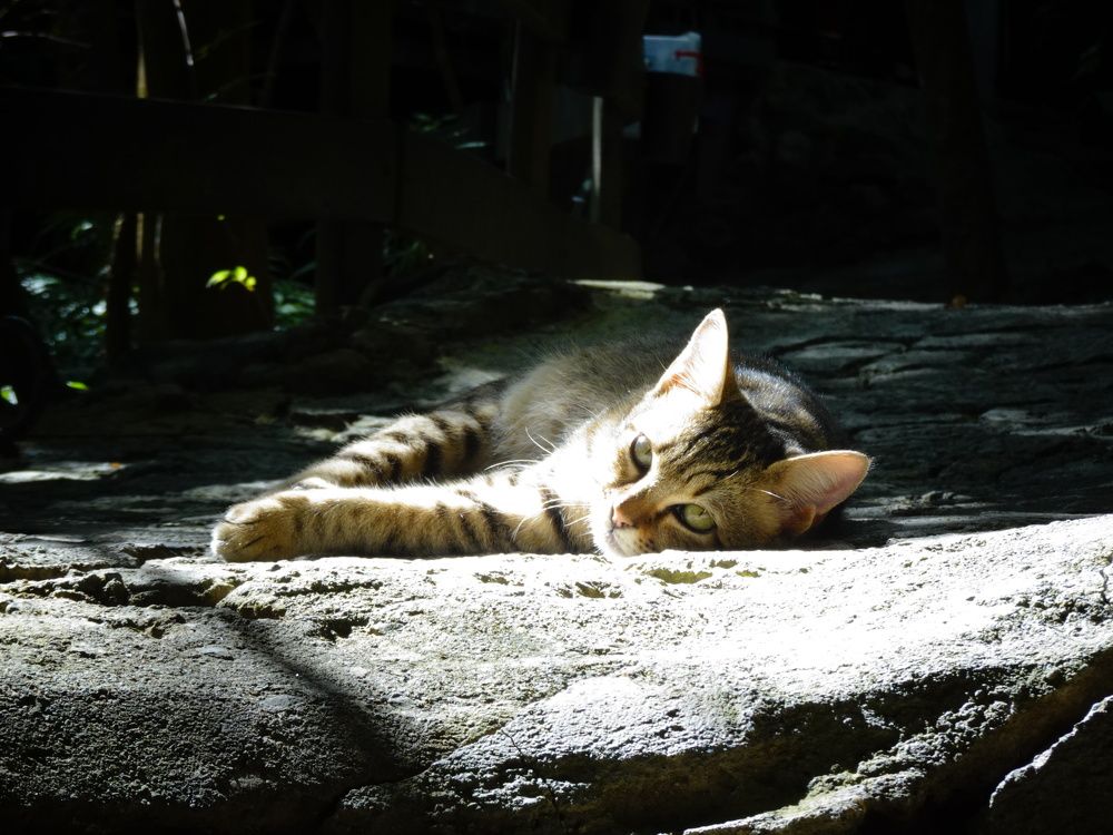 Photo #10635684