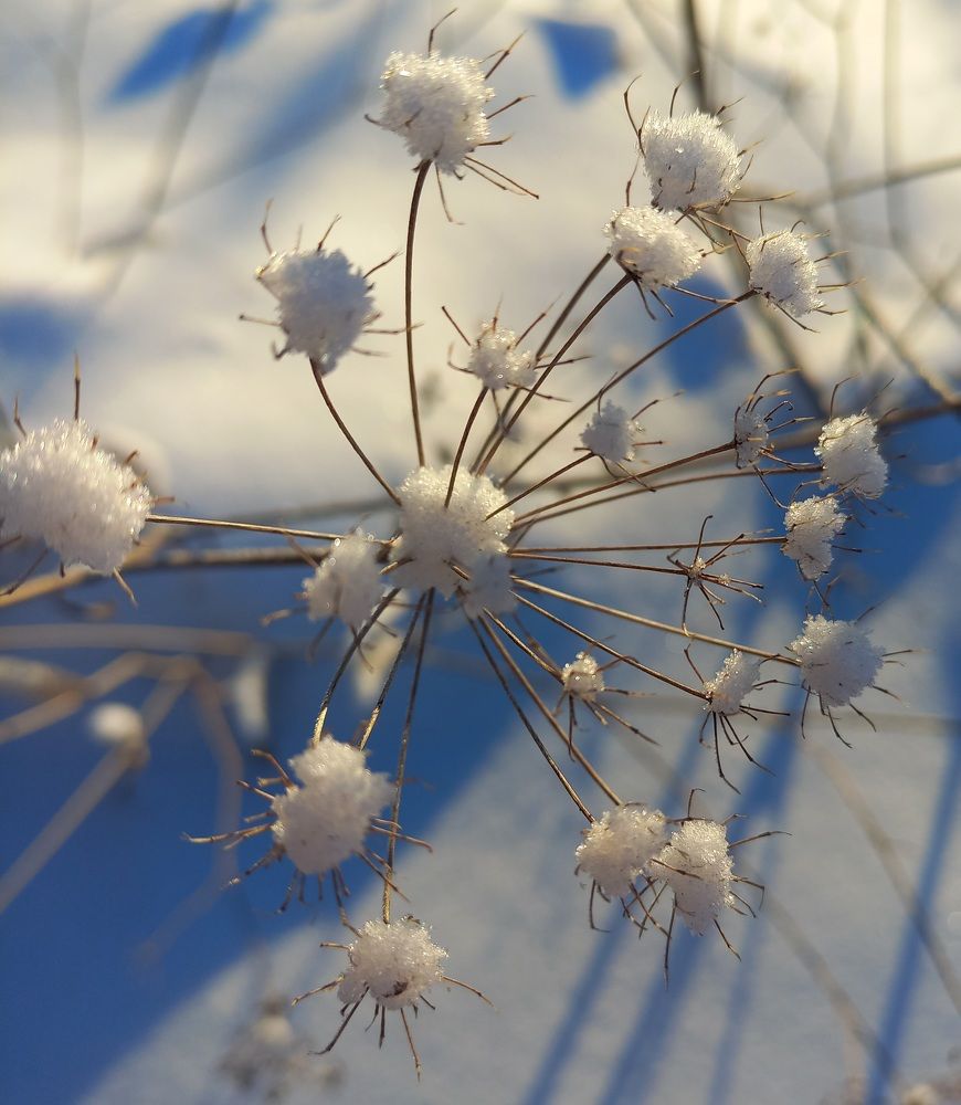 Зимние цветы